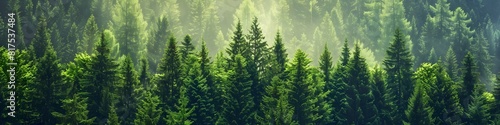 Healthy green trees in a forest of old spruce, fir and pine. landscape  photo