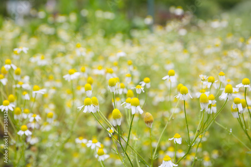 botanical background of chamomile plants in bloom