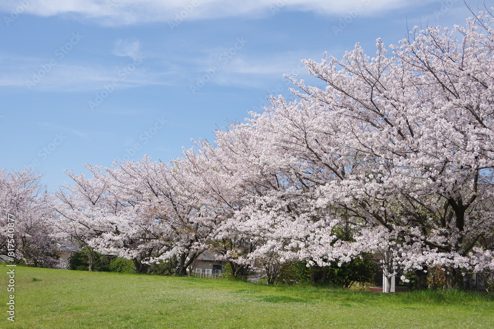 西条運動公園（西条市ひうち公園）の桜