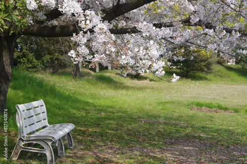 桜と無人のベンチ