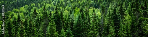 Healthy green trees in a forest of old spruce, fir and pine. landscape 