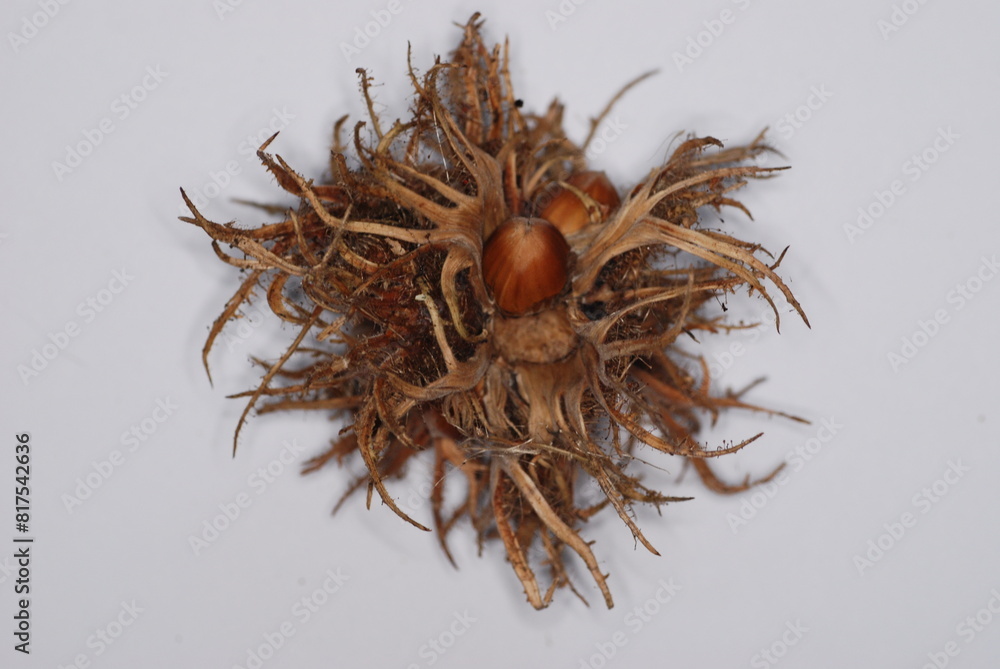 Obraz premium Haselnuss