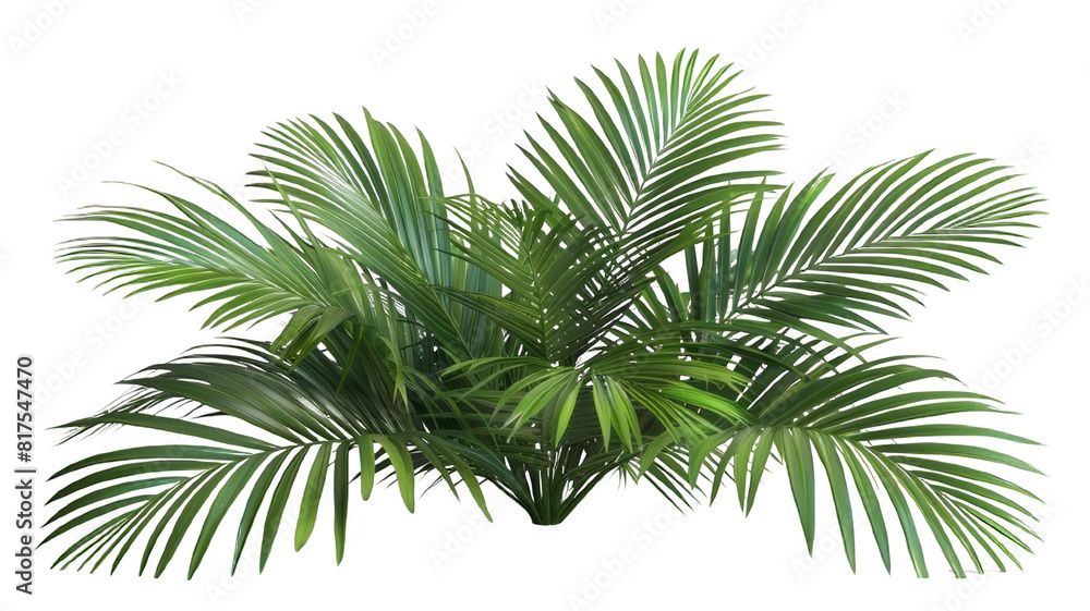 Green palm leaves isolated on white background, close up view. Tropical foliage banner with copy space for text and design. Elegant palm tree leaves in corner, ideal for natural and botanical themes Green palm leaves isolated on white background, close up view. Tropical foliage banner with copy space for text and design. Elegant palm tree leaves in corner, ideal for natural and botanical themes