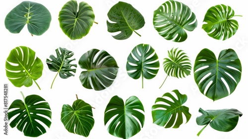 Various green tropical monstera leaves isolated on a white background, showcasing different shapes and textures for botanical design.