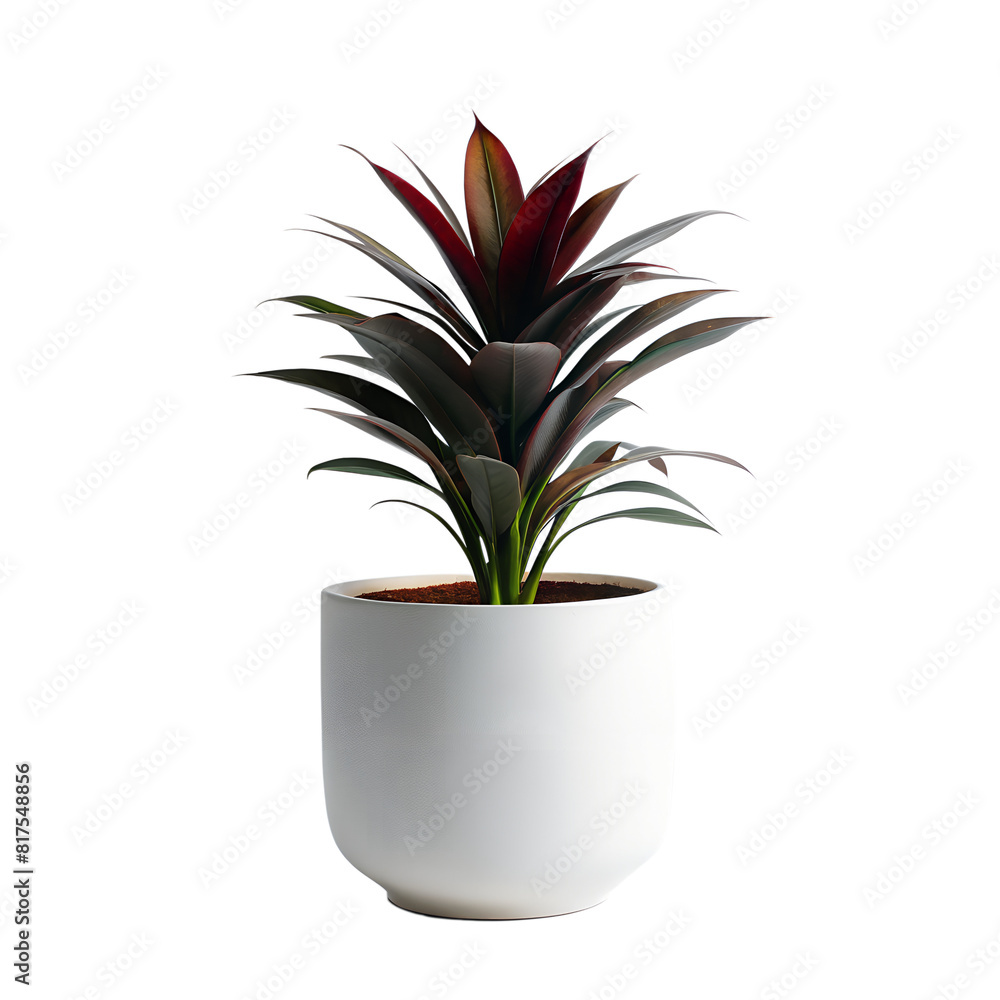 mahogany in minimalist white pot on a translucent background. ai generative mahogany in minimalist white pot on a translucent background. ai generative