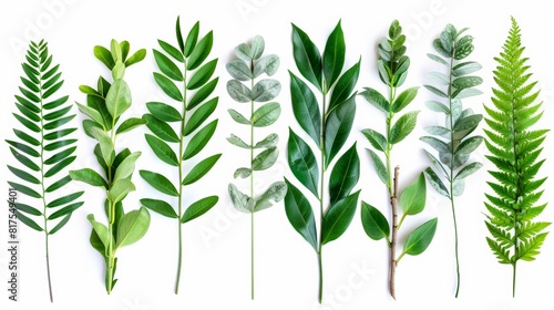 Various green leaves arranged in a row on a white background showcasing diversity in shapes, sizes, and textures. photo