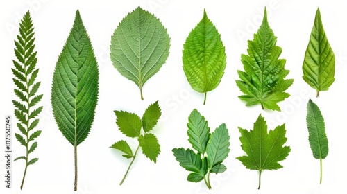 Various types of green leaves arranged in a row, showcasing different shapes, sizes, and textures on a white background.