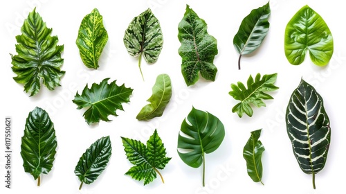 Various tropical leaves in different shapes and textures laid out on a white background. Perfect for nature or botanical designs. photo