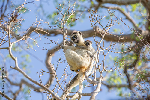 One little lemur on the branch of a tree in the rainforest Madagascar. photo