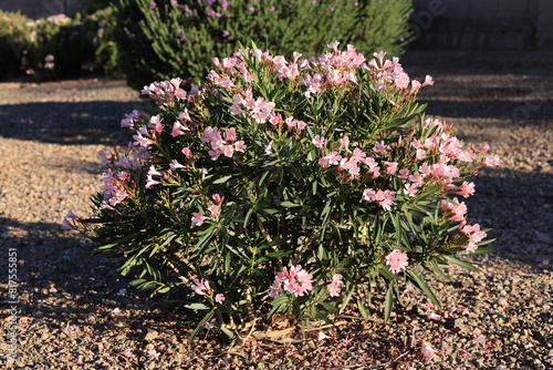 Desert style xeriscaped grounds with drought tolerant pink oleander or Nerium Petite Oleander covered in pink flowers, Phoenix, Arizona 