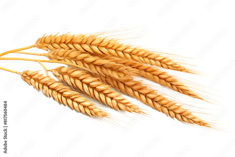 Ears of wheat isolated on transparent background. Ears of wheat isolated on transparent background.