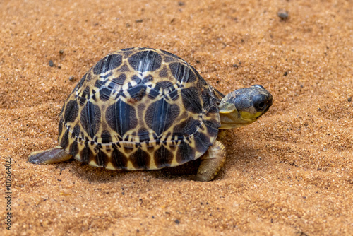 Eine junge Spinnenschildkröte im madegassischen Schutzzentrum Le Villlage des Tortue photo