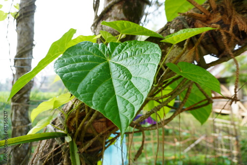 Saguni Lota Leaves scientific name Tinospora Cordifolia has incredible health benefits photo