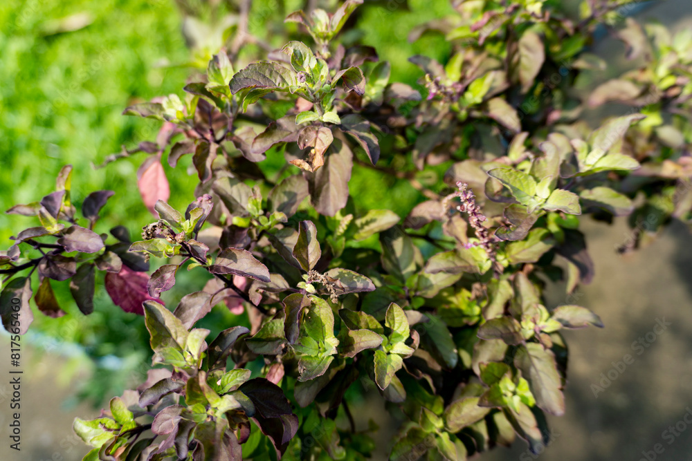 Obraz premium Holy Basil or Tulshi Leaves is also known as Ocimum Tenuiflorum
