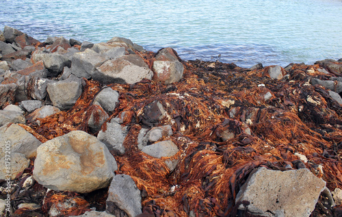 Coastal scene with rocks, seaweed and a calm ocean