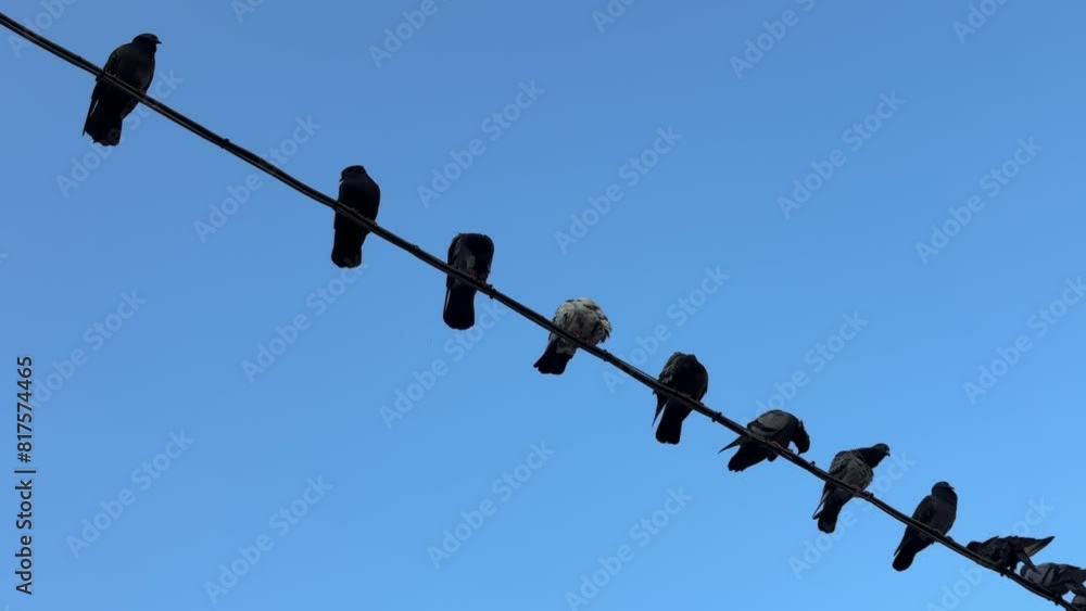 Scene of a flock of pigeons sitting on top of the electrical cable. Look-up view shot. Scene of a flock of pigeons sitting on top of the electrical cable. Look-up view shot.