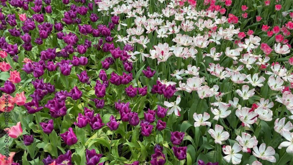 Blooming and captivating colorful view of Tulips. Flat-lay travelling shot. Blooming and captivating colorful view of Tulips. Flat-lay travelling shot.