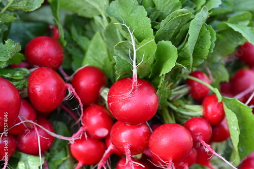 a bunch of radishes that are growing on the plants