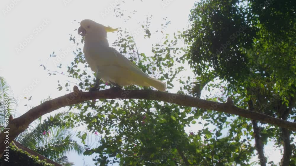 White cockatoo parrot walking on a branch, with bright sky and green trees in the background. Slow motion low-angle shot.