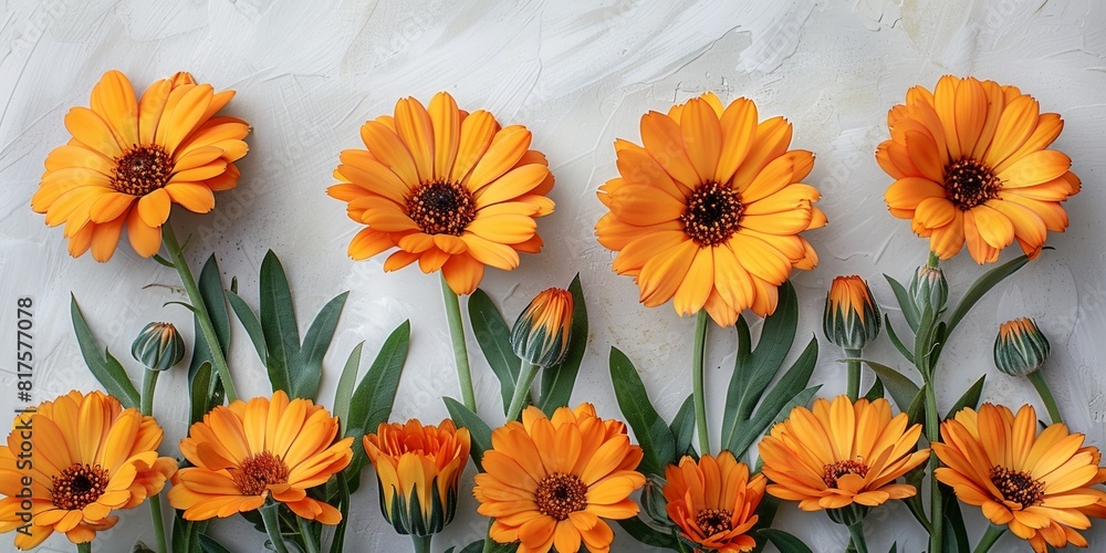 In a vibrant botanical composition, colorful calendula bloom, enhancing the beauty of gardening. In a vibrant botanical composition, colorful calendula bloom, enhancing the beauty of gardening.