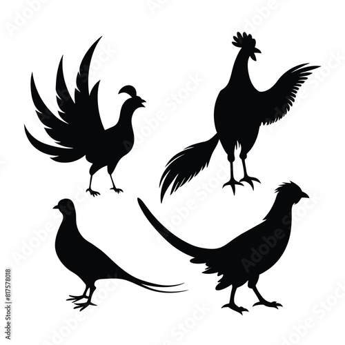 Vector silhouettes of rooster ring-necked pheasants, standing, walking and flying vector photo