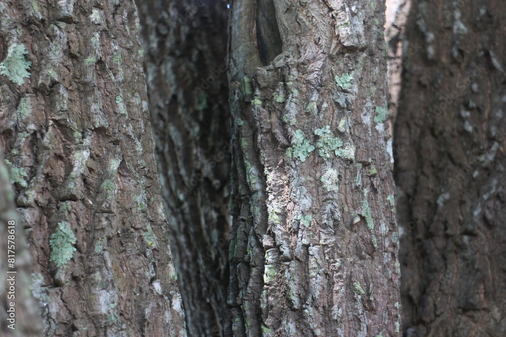 Old Wood Tree Texture Background Pattern Old Wood Tree Texture Background Pattern