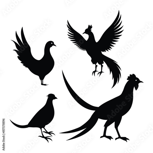 Vector silhouettes of rooster ring-necked pheasants  standing  walking and flying vector