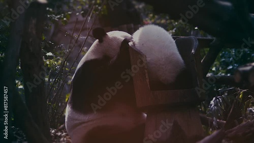 Pandas basking in the sun