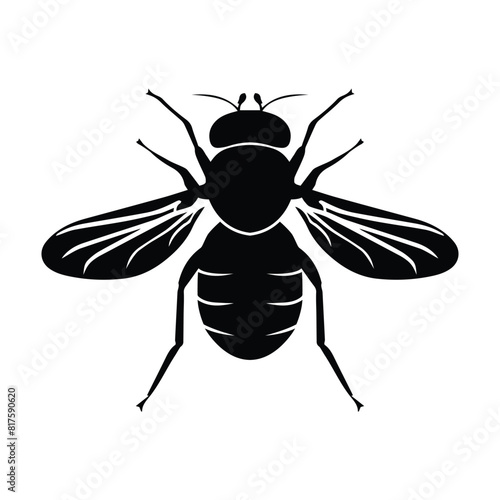 Fly insect vector illustration