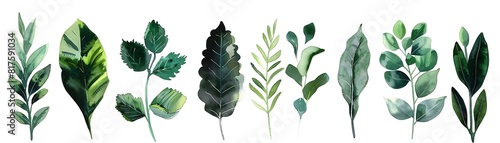 Botanical Watercolor Collec...