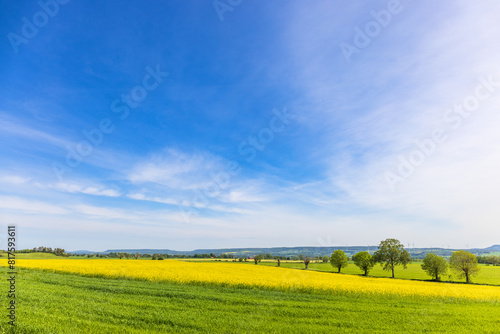 Rural landscape view with flowering rapeseed