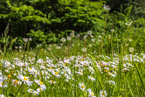 Beautiful Daisy flowers on a summer meadow