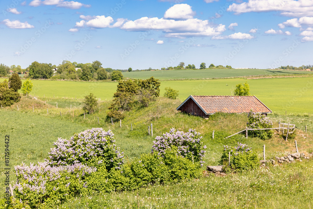 Rural landscape view with flowering Lilac flowers in the summer Rural landscape view with flowering Lilac flowers in the summer