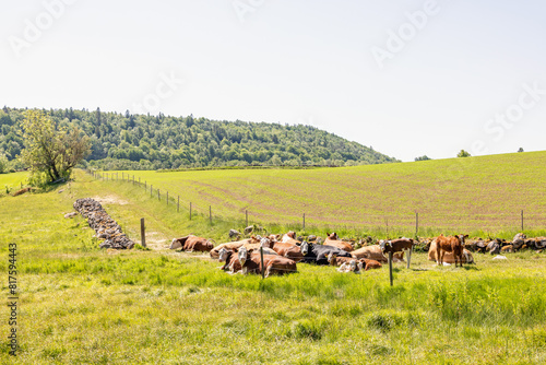 Resting cows on a lush green meadow in a sunny rural landscape