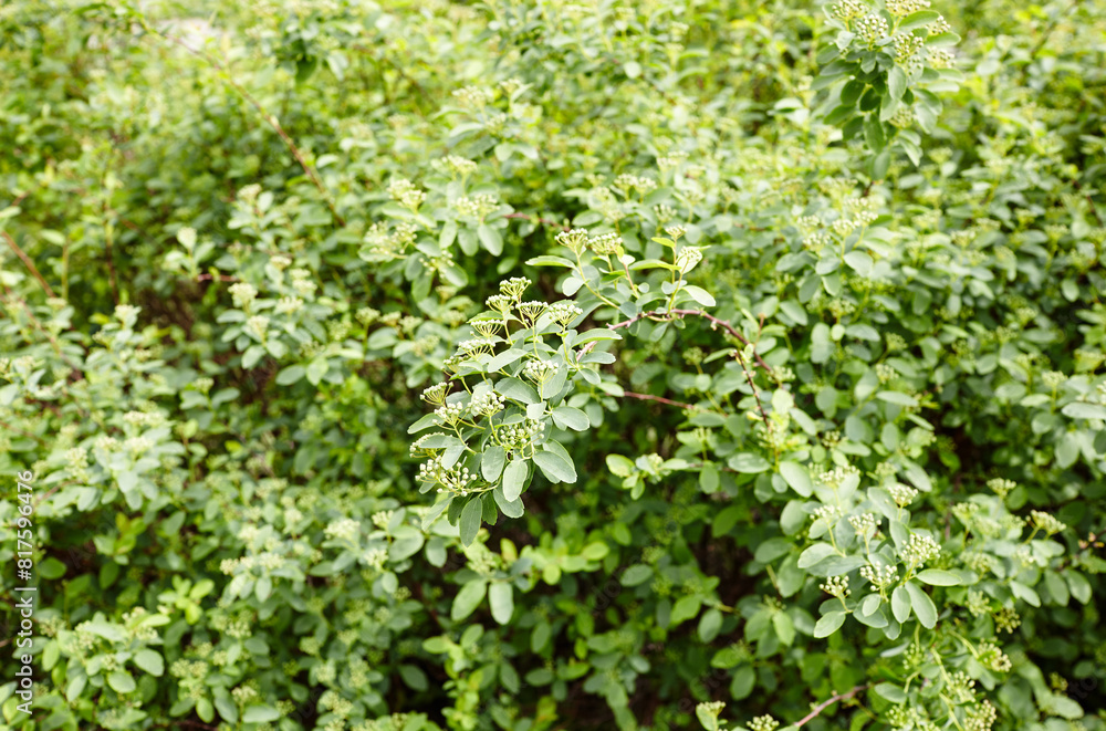 Unripe bush of flowers Spiraea Vanhouttei at park. Beautiful ornamental plant in spring Unripe bush of flowers Spiraea Vanhouttei at park. Beautiful ornamental plant in spring