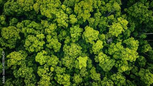 An overhead view of a dense forest canopy in spring, the new leaves creating a vibrant green blanket. 32k, full ultra HD, high resolution