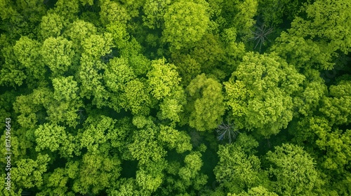 An overhead view of a dense forest canopy in spring, the new leaves creating a vibrant green blanket. 32k, full ultra HD, high resolution