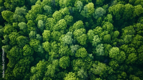 An overhead view of a dense forest canopy in spring  the new leaves creating a vibrant green blanket. 32k  full ultra HD  high resolution