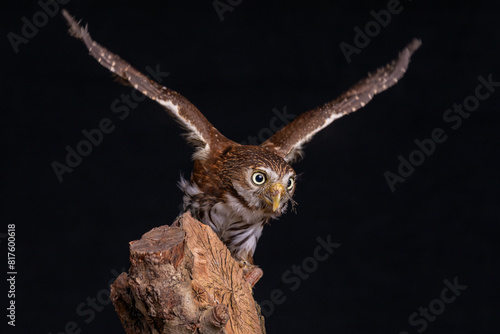 a close up portrait of a eurasian pygmy owl, Glaucidium passerinum. The smallest owl in Europe . Perched on a tree stump with its wings spread about to take off. photo