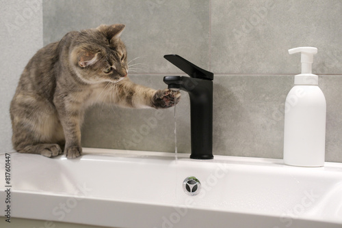 Funny portrait of cat drinking water from black tap in modern bathroom. Cat play with water, see on water, standing on sink. Side view of gray, green-eyed cat.
