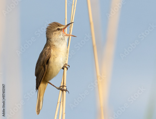 Great reed warbler, Acrocephalus arundinaceus. A bird sits on a reed stalk and sings photo