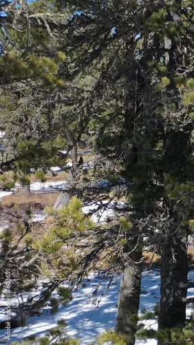 Vertical video from lifting up drone on mountain cedar forest and mount Sarlyk. Altai republic. photo