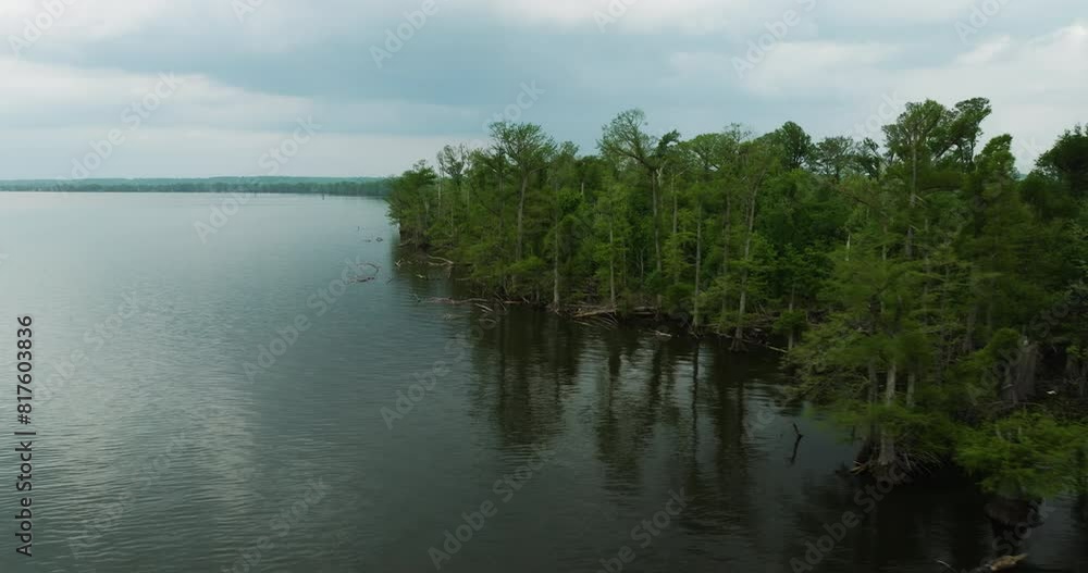 Trees And Lake In Reelfoot Lake State Park, Tennessee, United States - Aerial Drone Shot Trees And Lake In Reelfoot Lake State Park, Tennessee, United States - Aerial Drone Shot