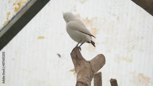 Bali Myna (Leucopsar Rothschildi) Inside Cage Endemic Bird In Indonesia. Close-up Shot photo