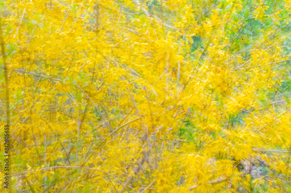 Artistic defocused flower background yellow forsythia icm soft and delicate