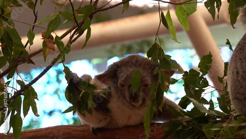 Cute joey koala, phascolarctos cinereus, actively foraging on the tree, grabbing a branch of eucalyptus leaves and munching on it, close up shot photo