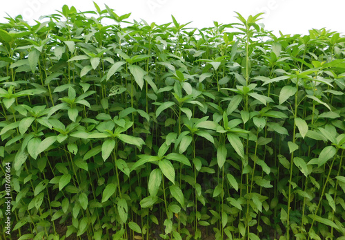 Green raw Jute Plant in the field. Agriculture Concept