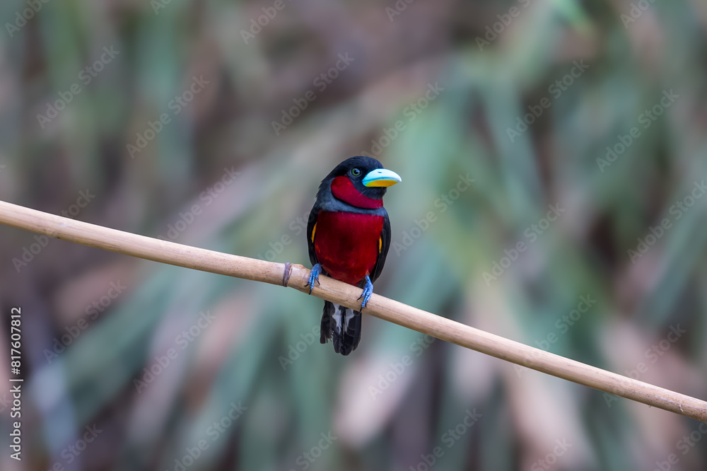 Obraz premium A couple of Black-and-Red broadbill (Cymbirhynchus macrorhynchos) perch on the same branch. 