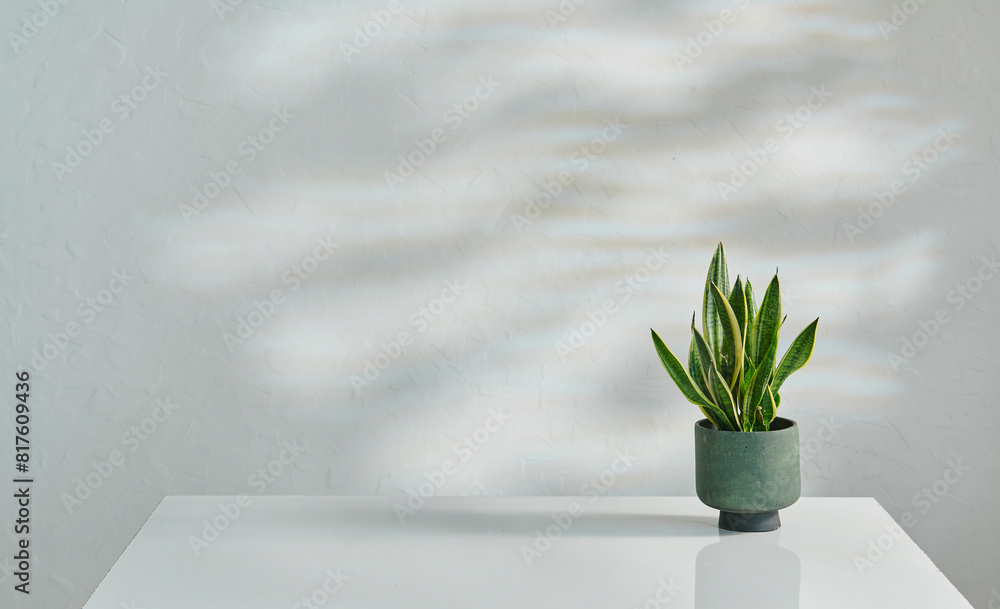 Vase of plant on the white table and decorative wall background interior style. Vase of plant on the white table and decorative wall background interior style.