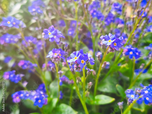 Flowers of Myosotis sylvatica, Forget-me-not cultivar plant growing in a park. Shallow depth of field.